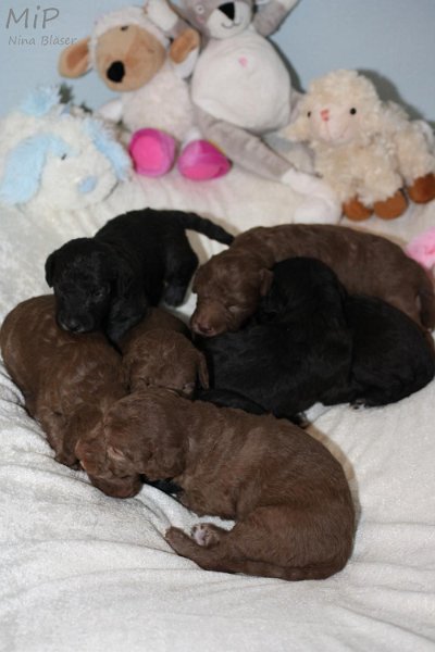 2011-05-15 Puppies Candy & Svet (42).jpg